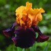 Iris 'Supreme Sultan' (Iris 'Supreme Sultan')