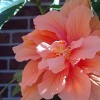 Hibiscus rosa sinensis (Chinese rose)