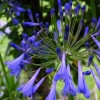 Agapanthus 'Blue Giant' (African lily 'Blue Giant')