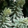 Euphorbia characias 'Silver Swan' (Spurge 'Silver Swan')