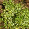 Abelia x grandiflora 'Hopleys'  (Abelia 'Hopleys')