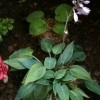 Hosta 'Halcyon' (Plantain lily 'Halcyon')