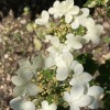 Gardenia jasminoides (Cape jasmine)
