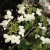 Gardenia jasminoides (Cape jasmine)