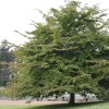 Parrotia persica (Persian ironwood)