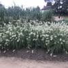 Feathertop (Pennisetum villosum)