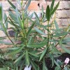 Nerium oleander (Oleander)