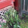 Nerium oleander (Oleander)