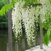 Wisteria sinensis 'Alba' (White chinese wisteria)