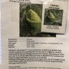 Spring Cabbage - Advantage F1