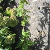 Wisteria floribunda 'Alba' (White japanese wisteria)