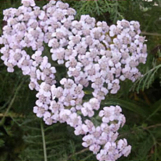 Achillea 'Lilac Beauty'