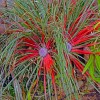 Fascicularia bicolor (Crimson bromeliad)
