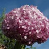 Hydrangea arborescens 'Annabelle' (Hortensia 'Annabelle')