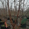 Acer griseum (Paperbark maple)