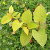 Fallopia japonica (Japanese knotweed)