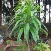 Echium pininana (Tree echium)