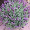 	        Lavandula pedunculata subsp. pedunculata (French lavender)	    