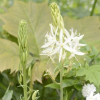 Camassia leichtlinii (Californian white quamash)
