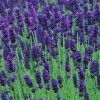 Lavandula angustifolia (English lavender)