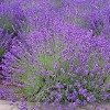 Lavandula angustifolia (English lavender)