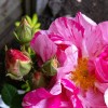 Rosa gallica 'Versicolor' (Rosa mundi)