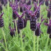 Lavandula 'Helmsdale' (French lavender 'Helmsdale')