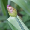 Allium hollandicum 'Purple Sensation' (Allium 'Purple Sensation')