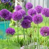 Allium hollandicum 'Purple Sensation' (Dutch garlic 'Purple Sensation')