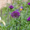 Allium hollandicum 'Purple Sensation' (Dutch garlic 'Purple Sensation')