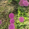 	        Allium hollandicum 'Purple Sensation' (Allium 'Purple Sensation')	    