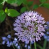 Allium 'Purple Sensation' (Allium hollandicum 'Purple Sensation')