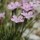 Dianthus subacaulis