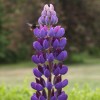 Lupinus 'Gallery Blue Shades' (Lupin 'Gallery Blue Shades')