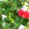 Salvia x jamensis 'Hot Lips' (Sage 'Hot Lips')