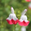 Salvia x jamensis 'Hot Lips' (Sage 'Hot Lips')