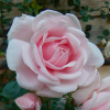 Rosa 'New Dawn' (Rose 'New Dawn')