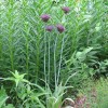 Allium atropurpureum (Very dark purple allium)