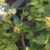 Lonicera japonica 'Mint Crisp' (Honeysuckle 'Mint Crisp')
