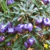 Billardiera longiflora (Climbing blueberry)