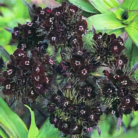 Dianthus barbatus (Nigrescens Group) 'Sooty' 