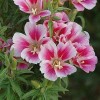 Clarkia amoena (Satin flower)