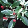 Photinia davidiana 'Palette' (Christmas berry 'Palette')