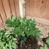 Paeonia lactiflora 'Karl Rosenfield' (Peony 'Karl Rosenfield')