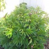 Paeonia lactiflora 'Karl Rosenfield' (Peony 'Karl Rosenfield')