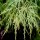 Acer palmatum Dissectum Viride Group