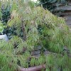 Acer palmatum var. dissectum 'Dissectum Viride Group' (Japanese Maple 'Viridis')