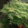 Japanese Maple 'Viridis' (Acer palmatum var. dissectum 'Dissectum Viride Group')