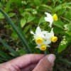 Narcissus 'Minnow' (Daffodil 'Minnow')