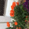             Papaver rhoeas (Common poppy)        